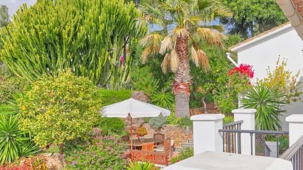 Un jardin où l’on trouve une variété de plantes, un palmier et un espace patio aménagé avec du mobilier d’extérieur.
