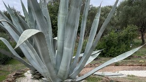 A large agave plant surrounded by rocks and a stone with "ANCORA" inscribed. - Villa set just 100 meters from Sa Piscaiola Beach  (Porto Istana)