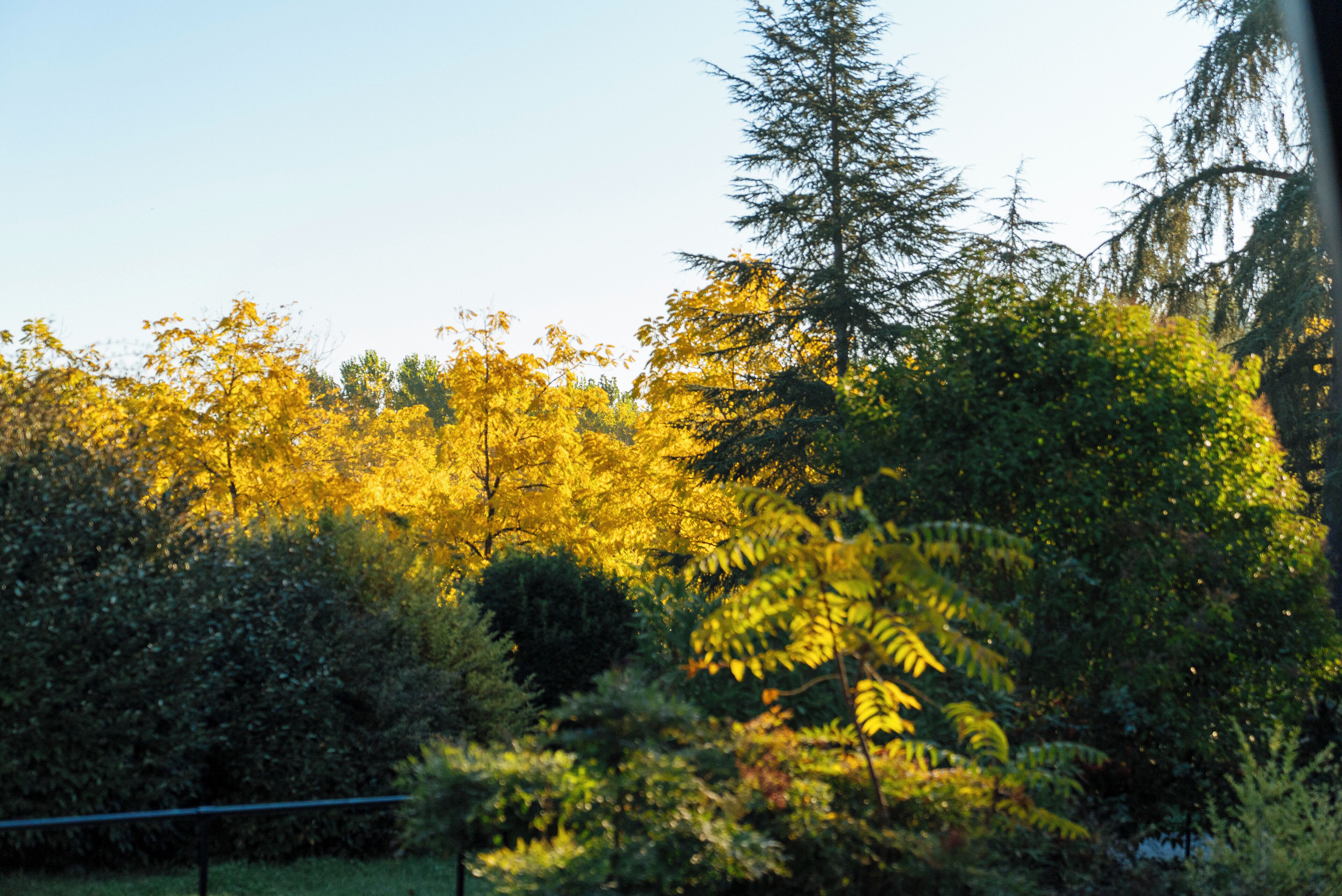 Un bosque denso con diversos árboles y arbustos.