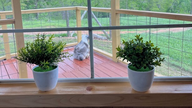 A wooden deck with two potted plants, a dog, and a view of a grassy area with trees. - Fox Pen Cabins
Cabin #2
Not friendly for street bikes…
Pet-Friendly (Eminence)