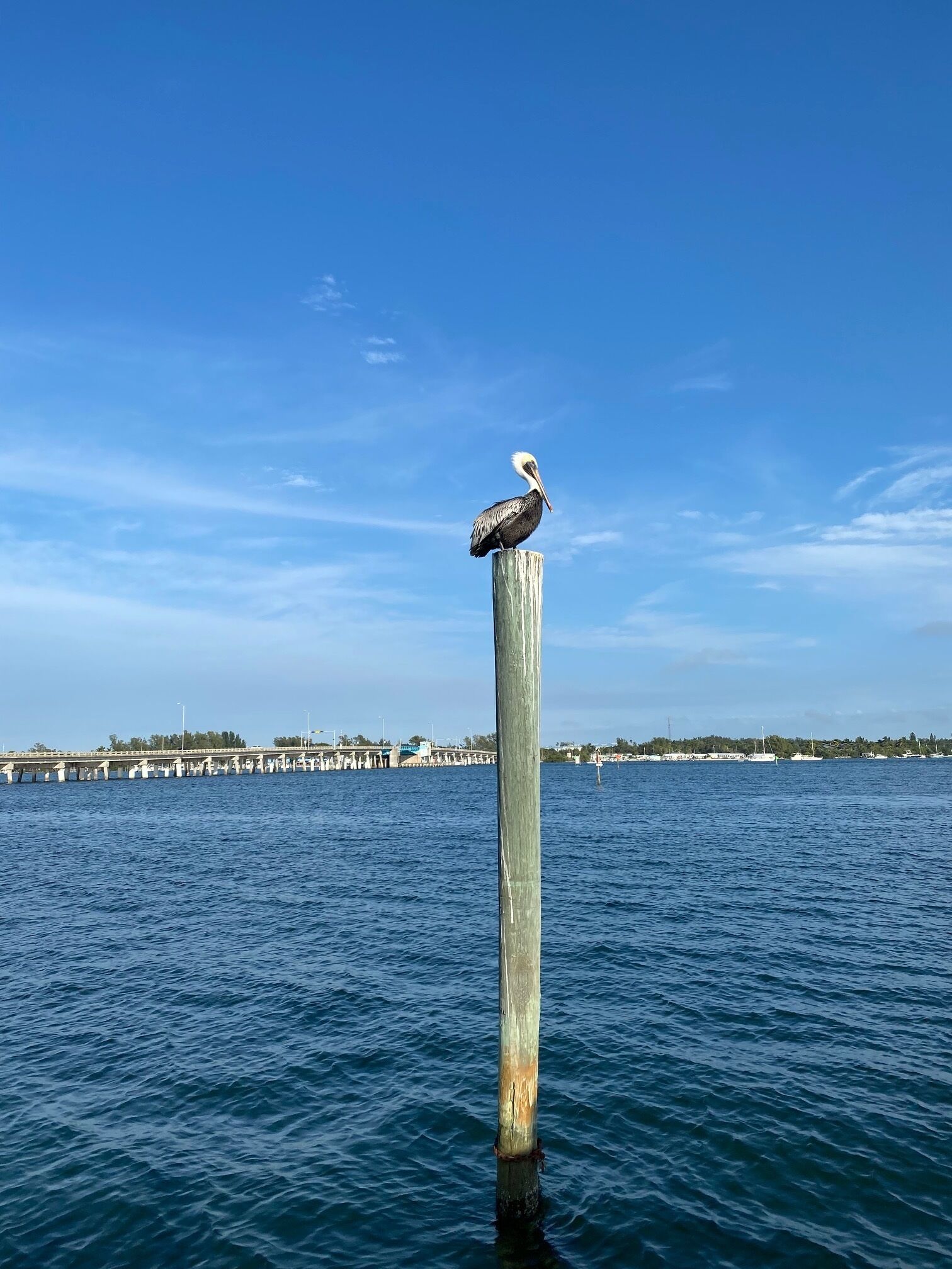 Een vogel zit op een houten paal in het water, met een brug en gebouwen op de achtergrond.