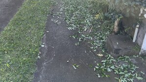 A narrow pathway with grass and scattered leaves, bordered by a hedge and a building with a red roof. - Villa des Cymbidiums (Le Tampon)