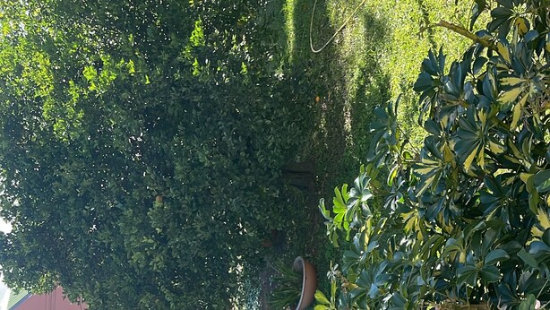 A garden with various plants and a building in the background. - Villa des Cymbidiums (Le Tampon)