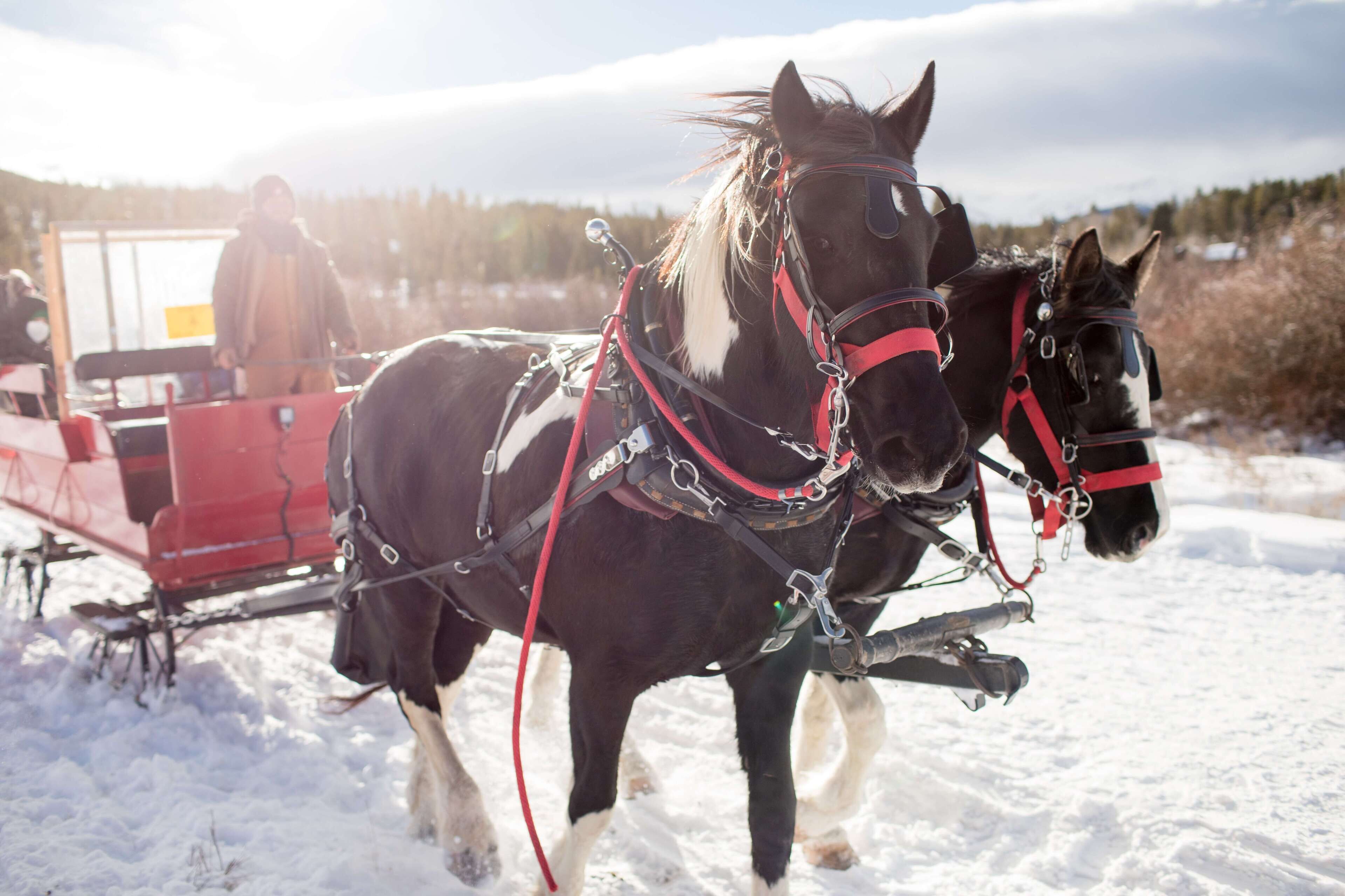 Two horses harnessed to a red sleigh.
