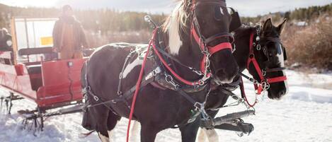 Two horses harnessed to a red sleigh.
