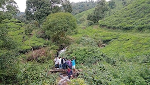 A group of people standing on a wooden bridge over a stream in a lush, hilly tea plantation.