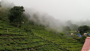 A misty tea plantation with terraced fields and small buildings.