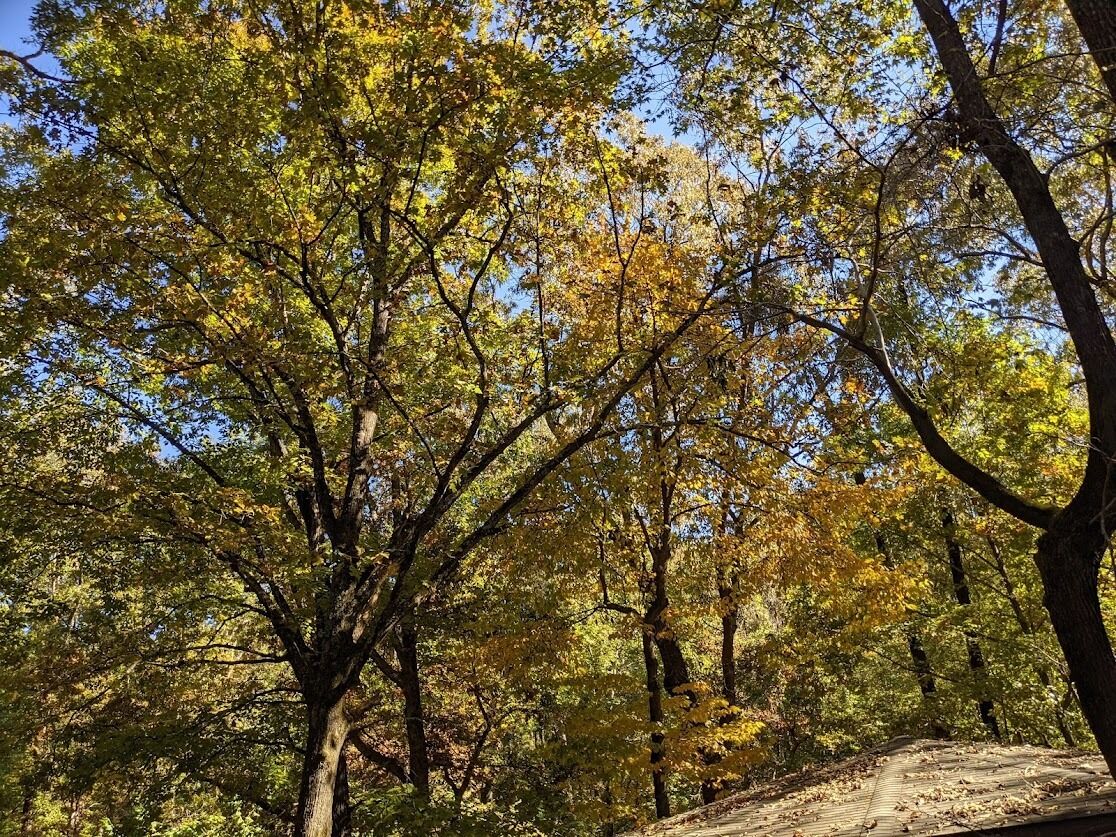 A forested area with a dirt path.