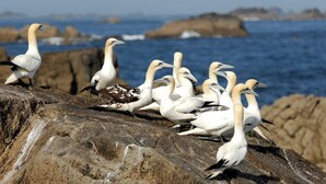 Een groep vogels op een rotsachtige ondergrond met een waterpartij en rotsformaties op de achtergrond.