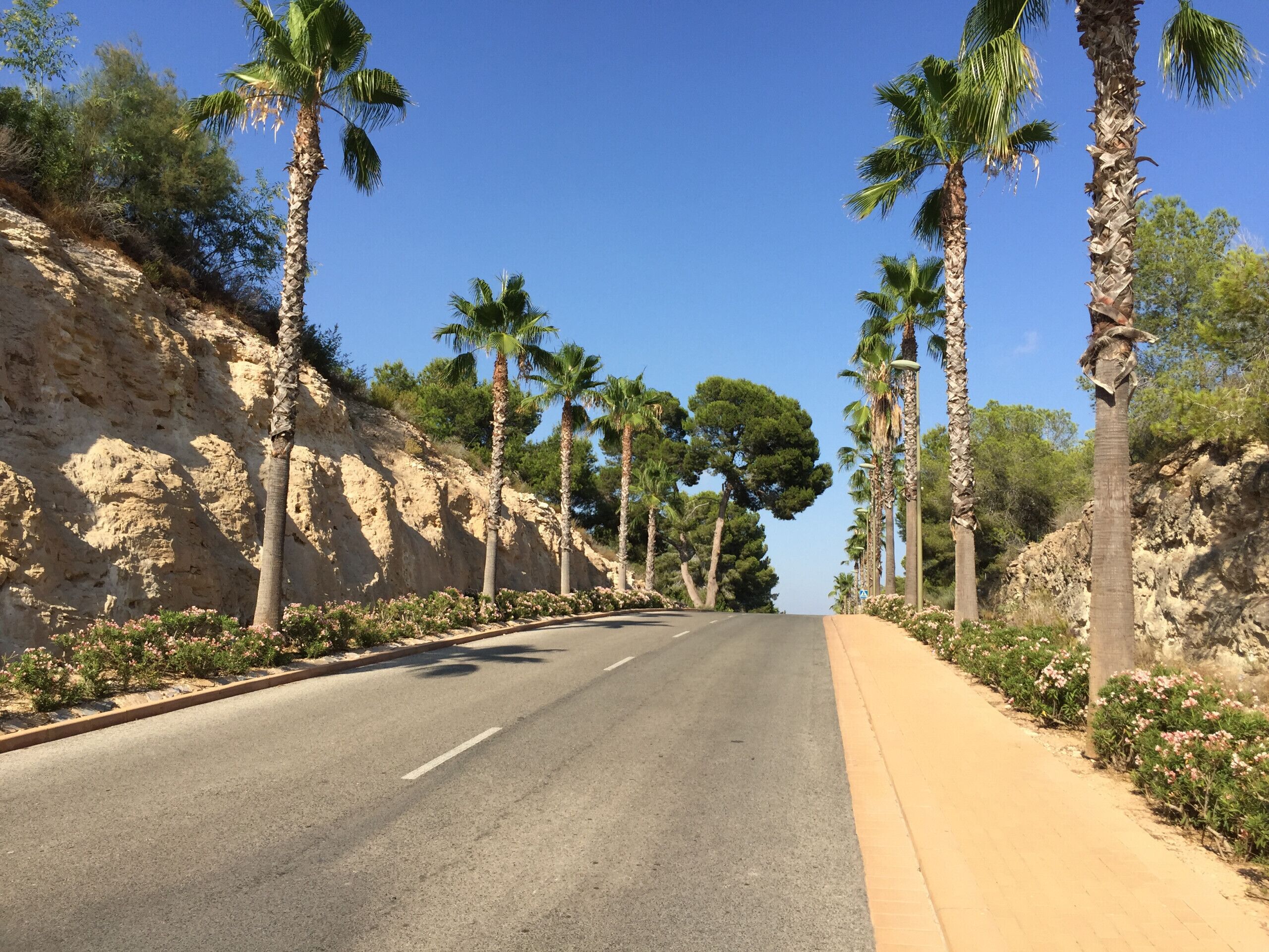 A road flanked by palm trees and rocky terrain.