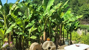 Ein Garten mit Bananenstauden, einem weißen Tisch und einem Steinbau.