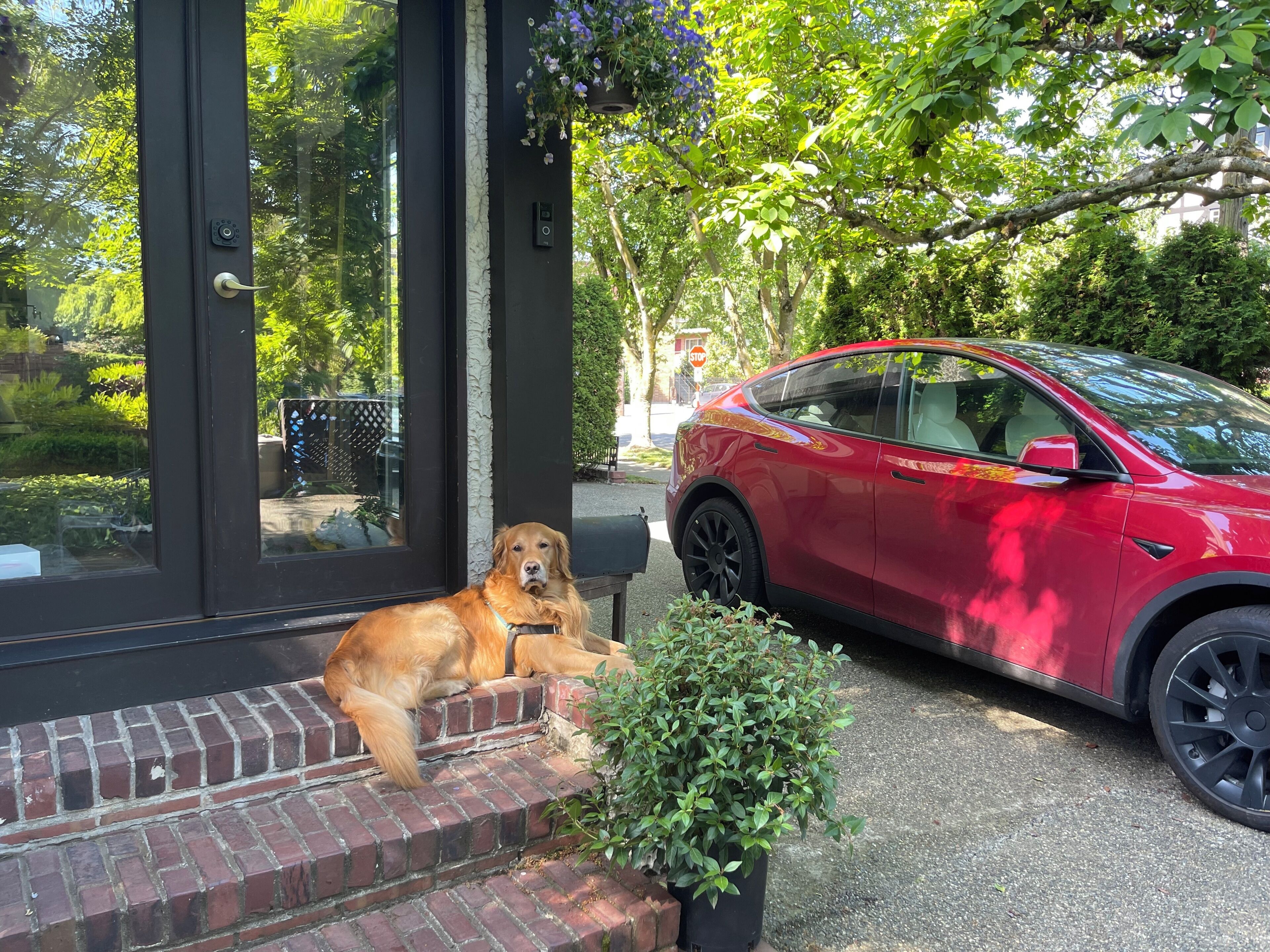 Ein Hund sitzt auf Stufen vor einem Gebäude, in dessen Nähe ein rotes Auto geparkt ist.