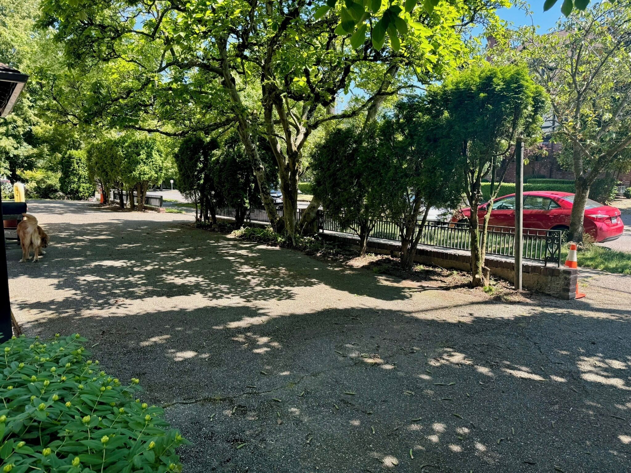 A parking area with trees, a red car, and a dog.