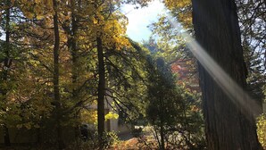 Un área boscosa con luz solar filtrándose entre los árboles, un sendero cubierto de hojas caídas y un edificio parcialmente visible al fondo.