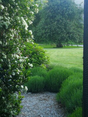 A gravel path leading through a garden with lush green grass and white flowering bushes.