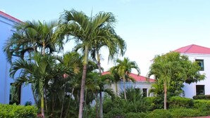 A courtyard with palm trees and a building with a red roof.