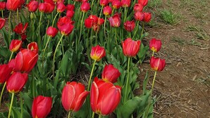 Un camp de tulipes vermelles amb persones caminant i de peu al fons.