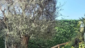 Un camí de pedra que porta a una escala de fusta amb barana metàl·lica, envoltat de vegetació exuberant i un gran arbre.