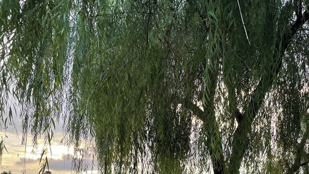 Un árbol con ramas colgantes sobre un cuerpo de agua tranquilo, rodeado de hierba verde.