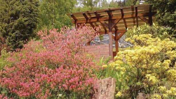 A wooden pergola structure amidst lush greenery and flowering shrubs.