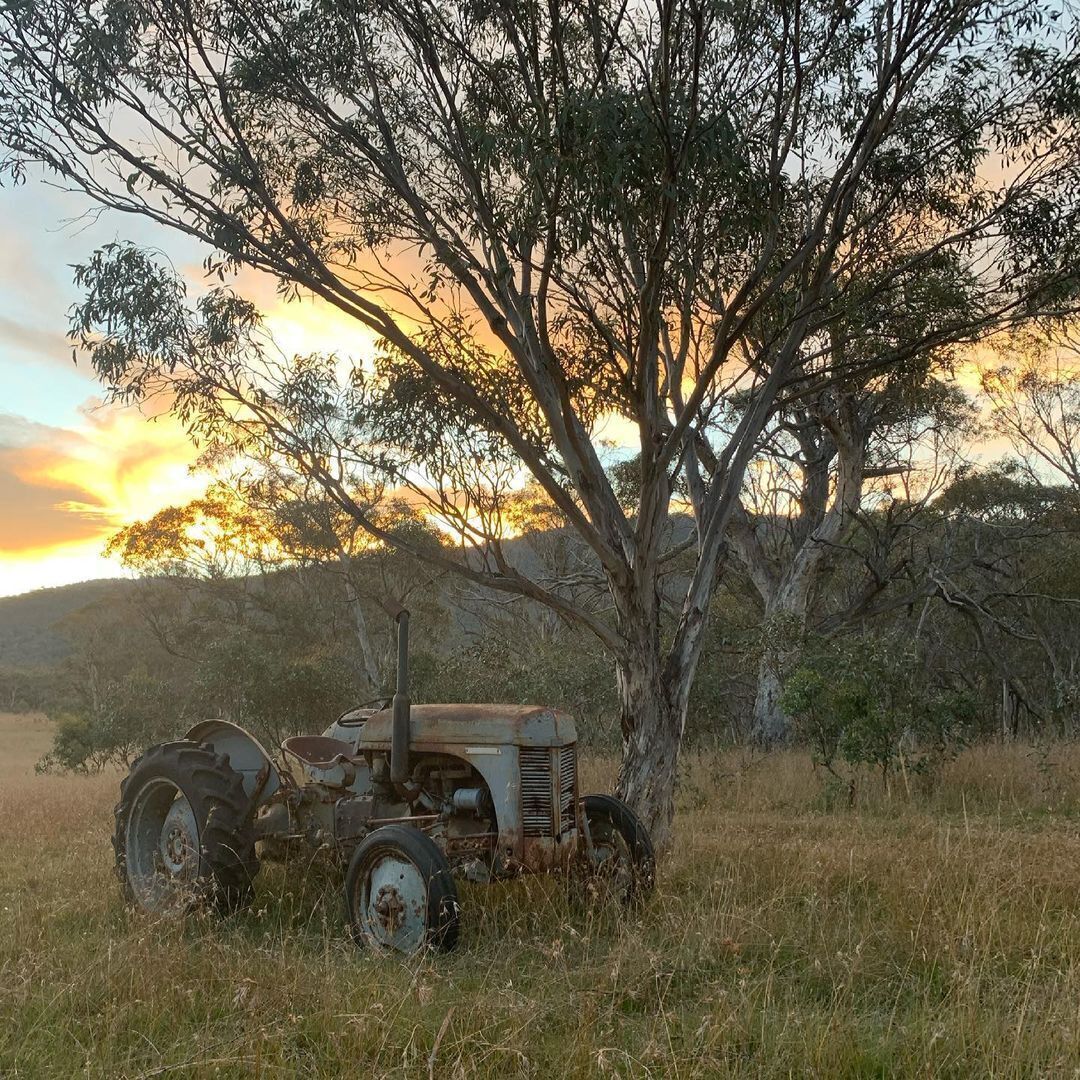 An old tractor parked under a tree in a grassy field.