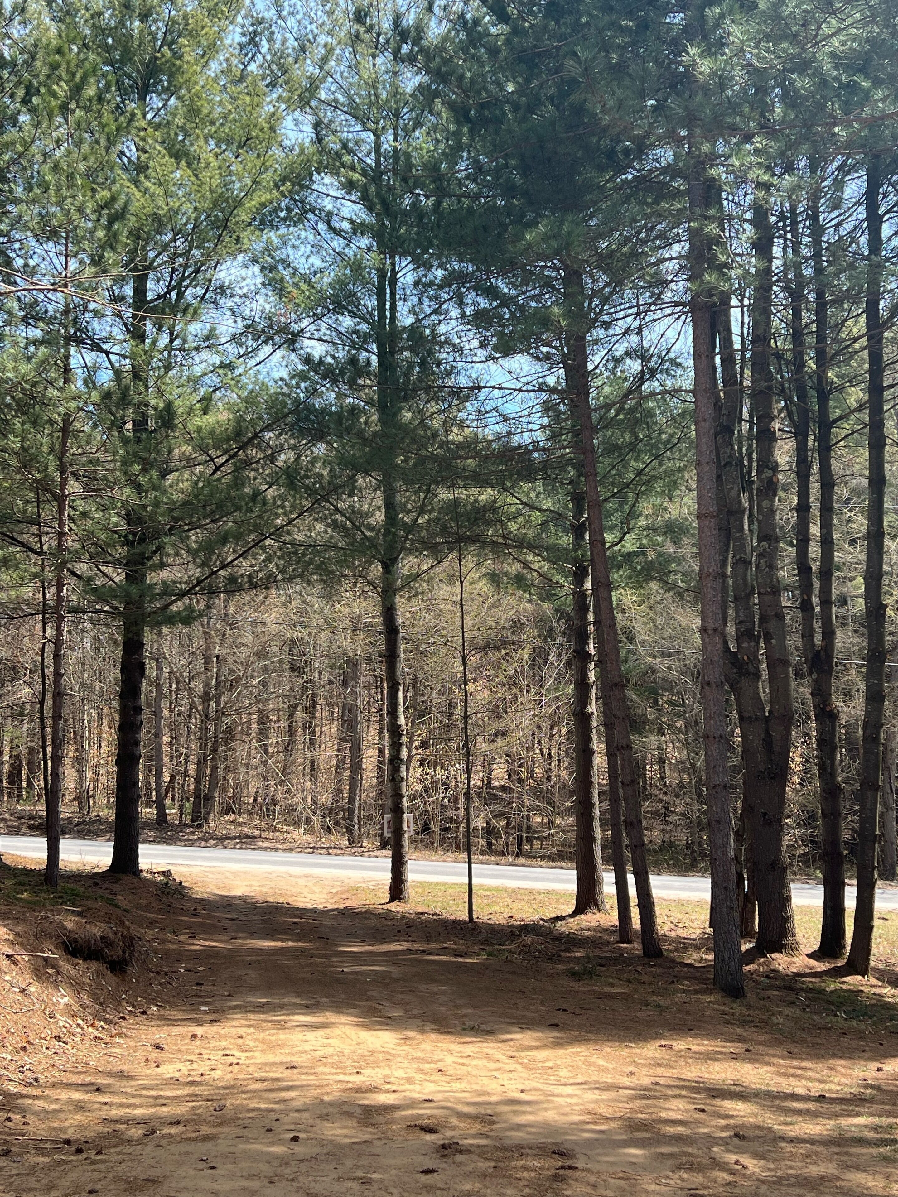 A forested area with a dirt path and a road in the background.
