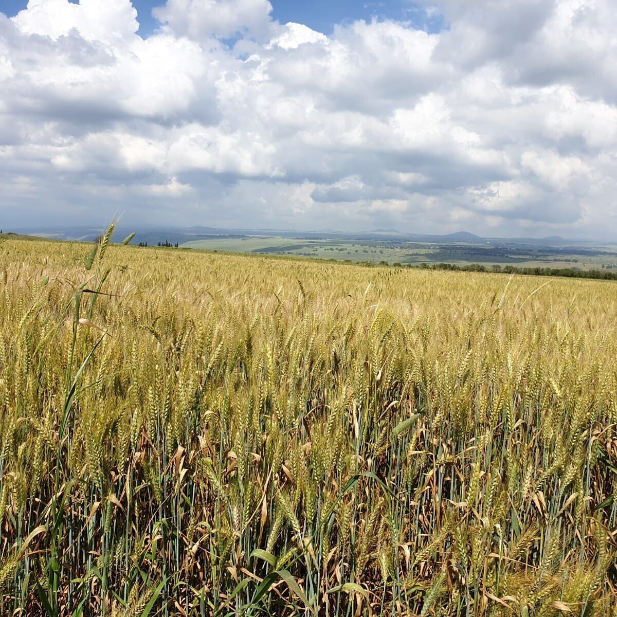 Un campo de trigo con vistas lejanas a colinas ondulantes y un cielo parcialmente nublado.