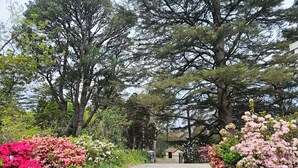 A pathway flanked by vibrant flowering shrubs and tall trees, leading to a building with a tiled roof. - MOUNTAIN VIEWS fireplace SPA 5 bedrooms, air-cond, early checkin & late checkout (Wentworth Falls)