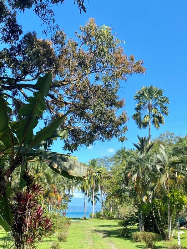 Escape to a serene tropical oasis amidst lush vegetation and vibrant greenery.