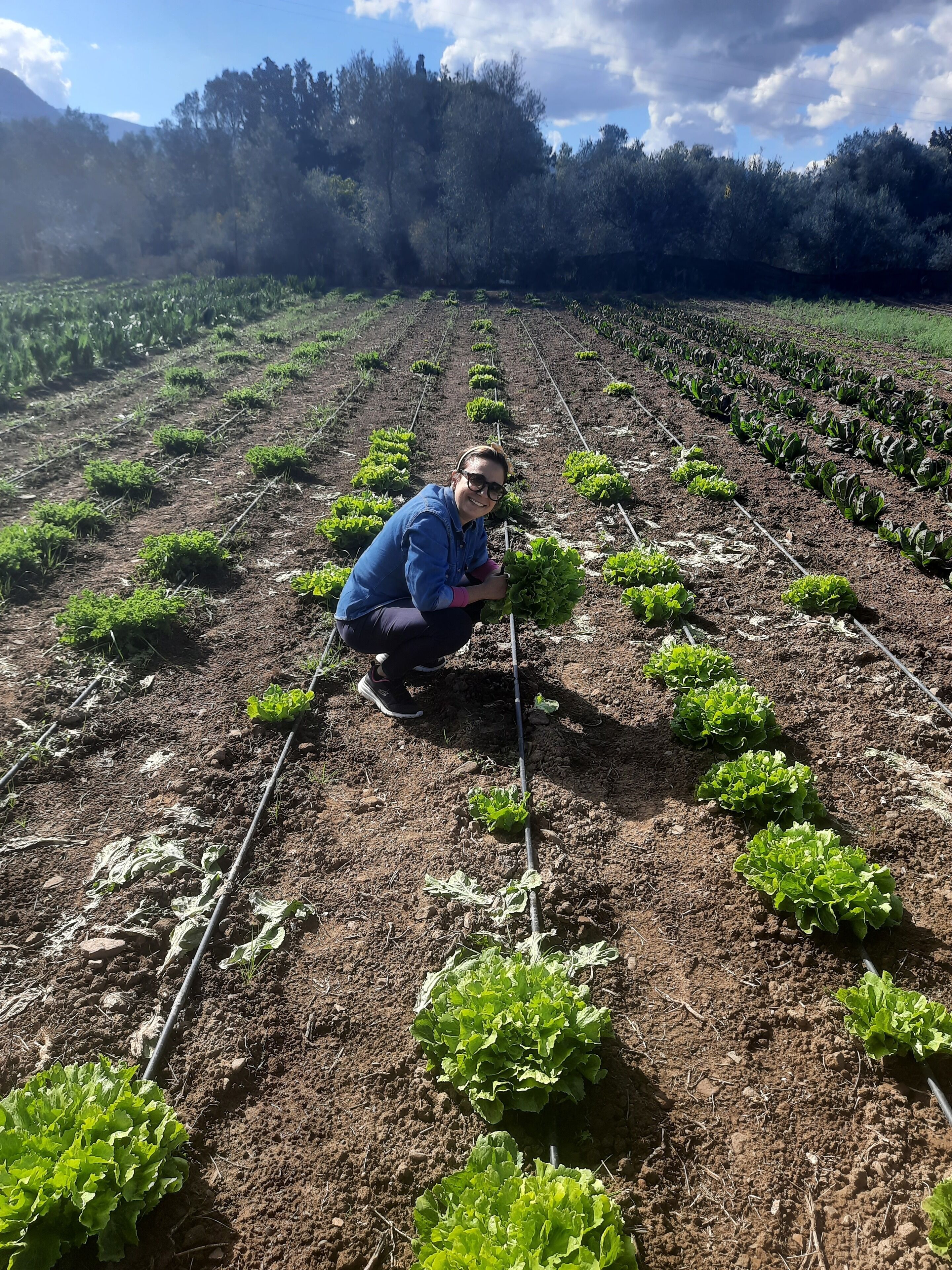 Une personne accroupie dans un champ de cultures, avec des rangées de plantes et une montagne en arrière-plan.