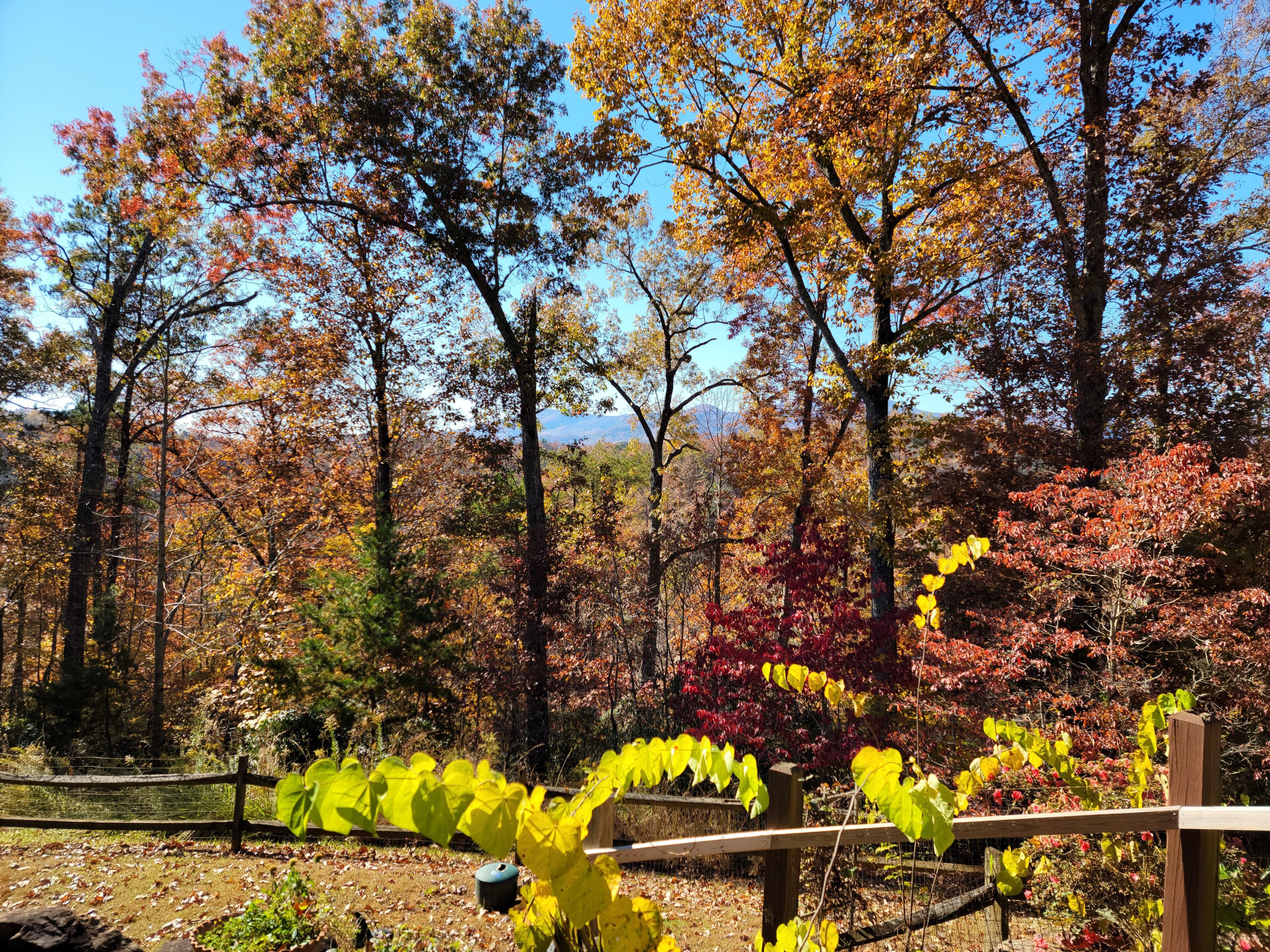 A forested area with a wooden fence and a clear sky.