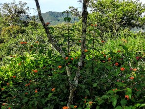 Property grounds - Wellness, Relaxation & Adventure - What's Your Pura vida? (Provincia de Alajuela)