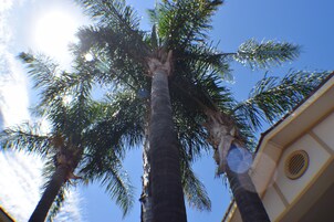 Una palma alta con un cielo azzurro limpido sullo sfondo.