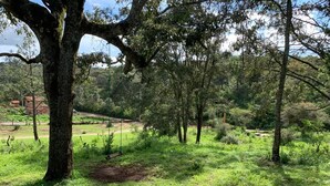 A grassy area with trees and a swing. - Cabin, located in a natural area around (Mazamitla)