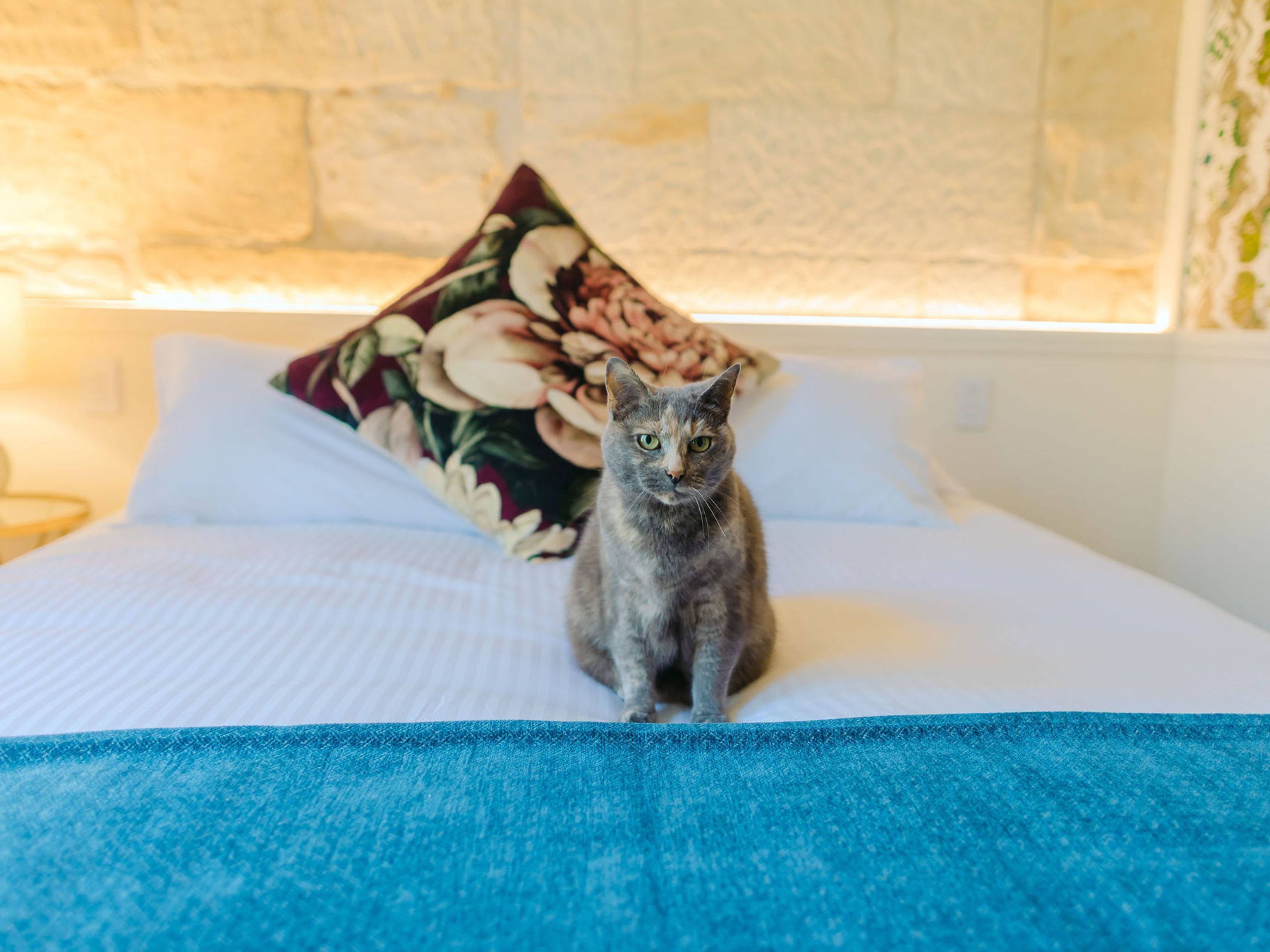 Un gatto seduto su un letto con un cuscino a fiori e una coperta blu.