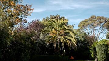 A well-maintained garden with a prominent palm tree, neatly trimmed hedges, and a variety of other trees.