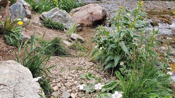 A natural outdoor setting with a stream, rocks, and various plants.