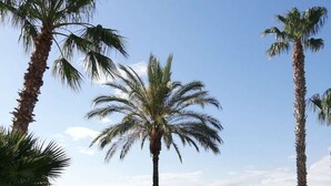 A pool area with palm trees, a stone pathway, and a view of buildings in the background.