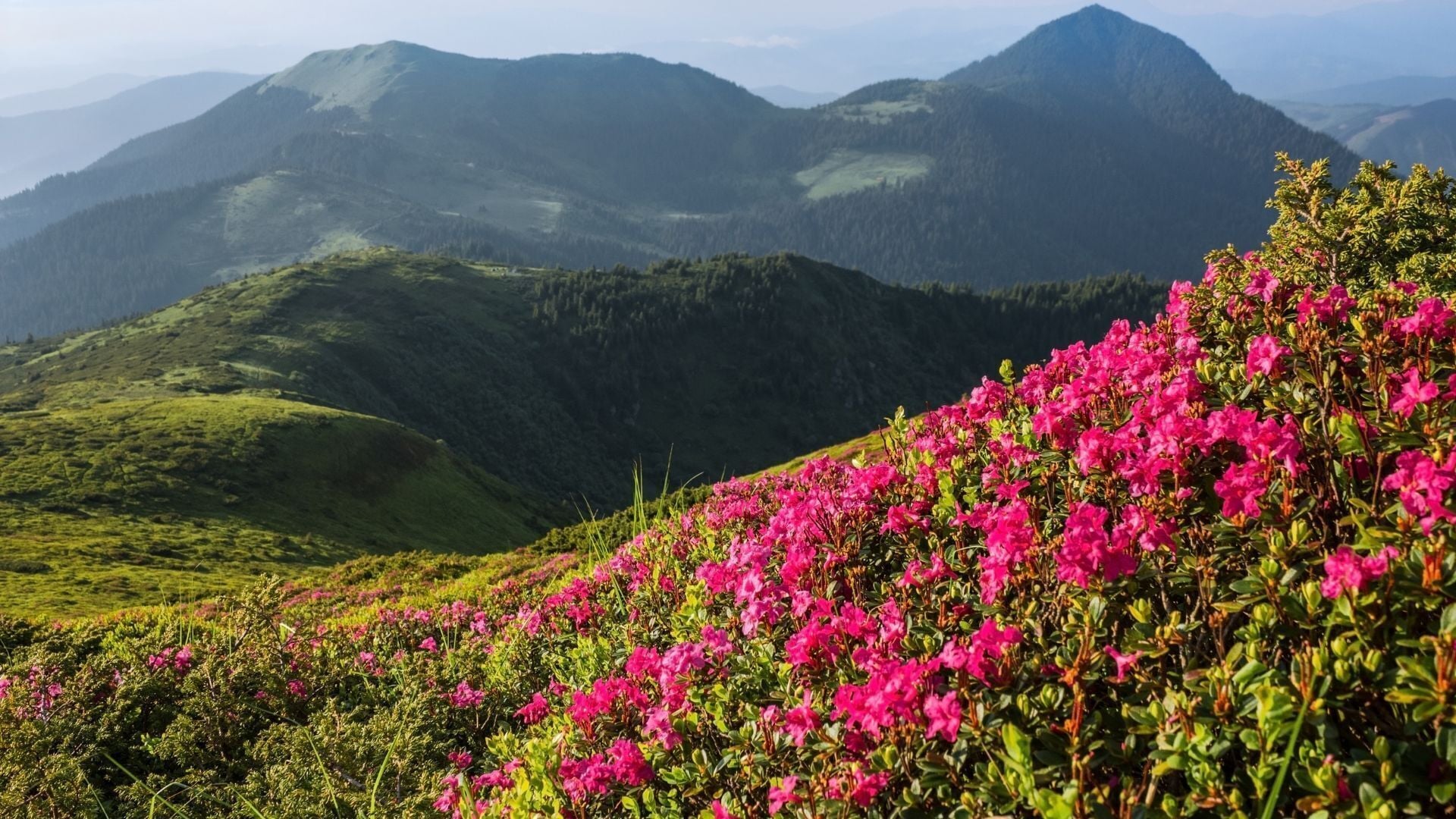 A mountainous landscape with lush greenery and vibrant pink flowers in the foreground.