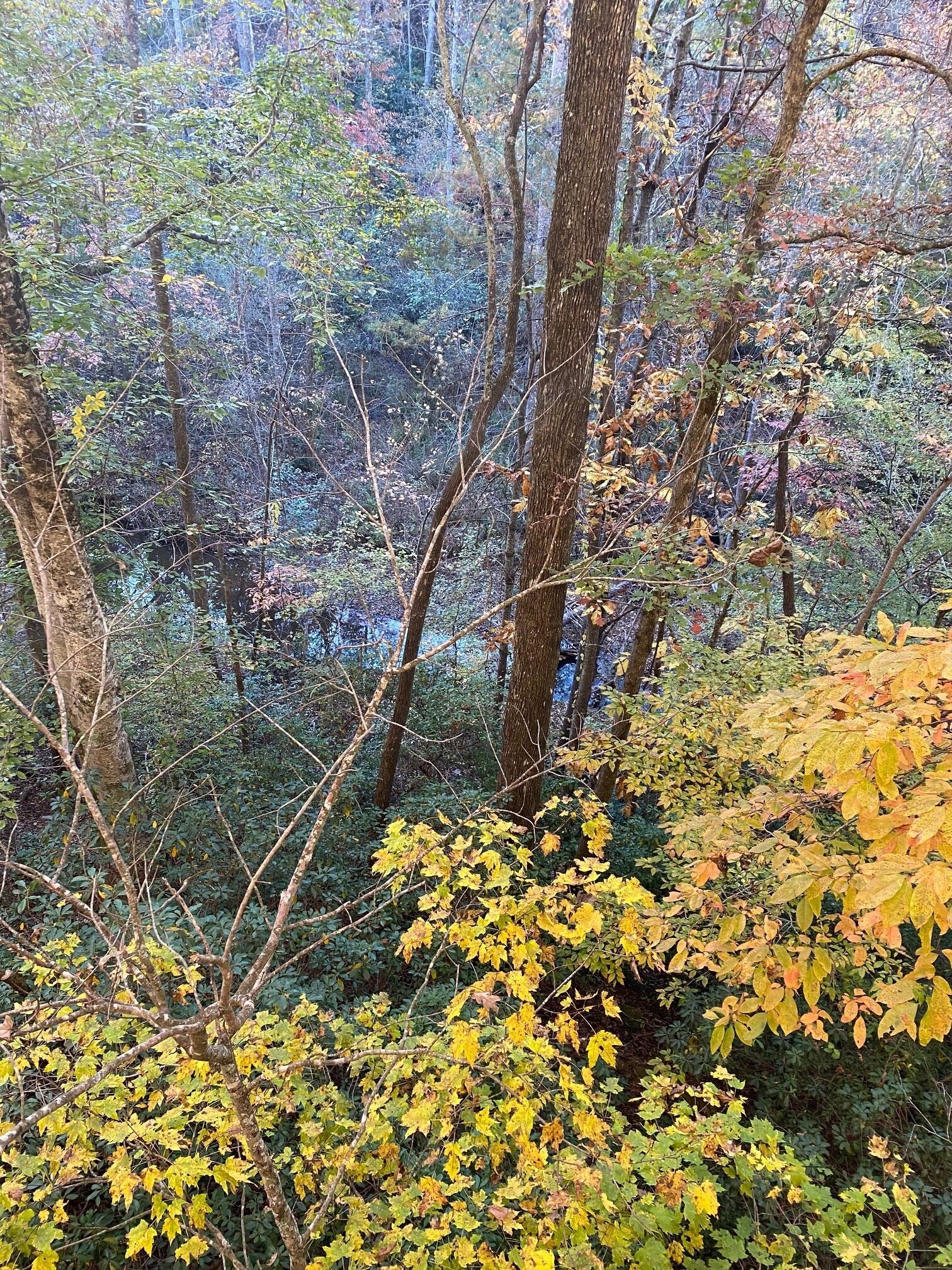 A dense forest with various trees and foliage.