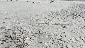 A sandy beach with scattered driftwood and a clear view of the ocean.