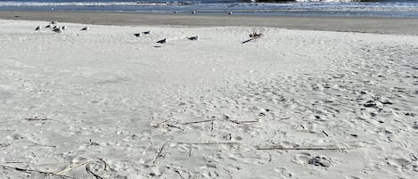 Plage à proximité, serviettes de plage