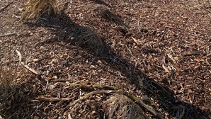 Een speeltuin met een glijbaan en een schommel, omringd door een laag houtsnippers en een boom.
