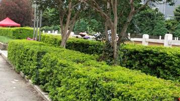 A pathway flanked by neatly trimmed hedges, a red tent, and trees in a park-like setting.
