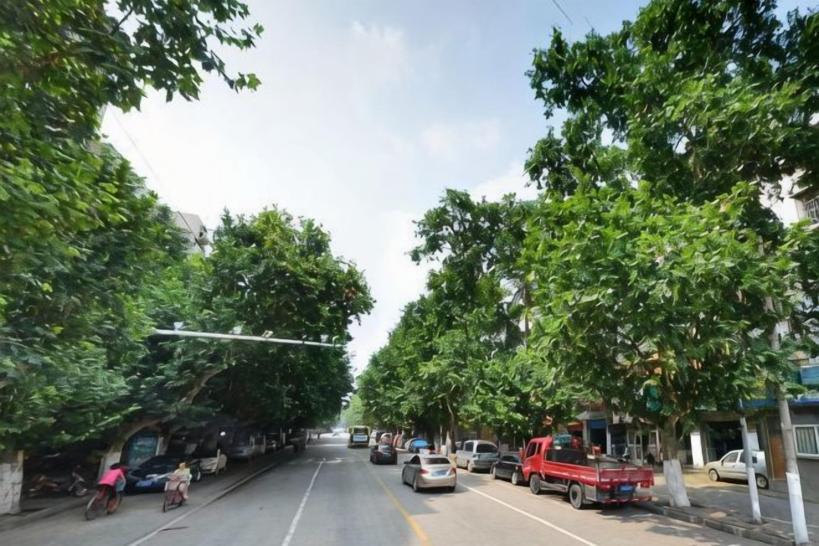 Una strada fiancheggiata da alberi e auto parcheggiate.
