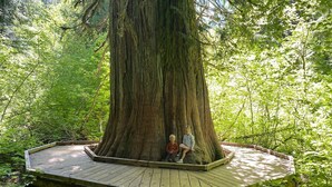 Un grand arbre autour duquel est aménagée une plateforme en bois.