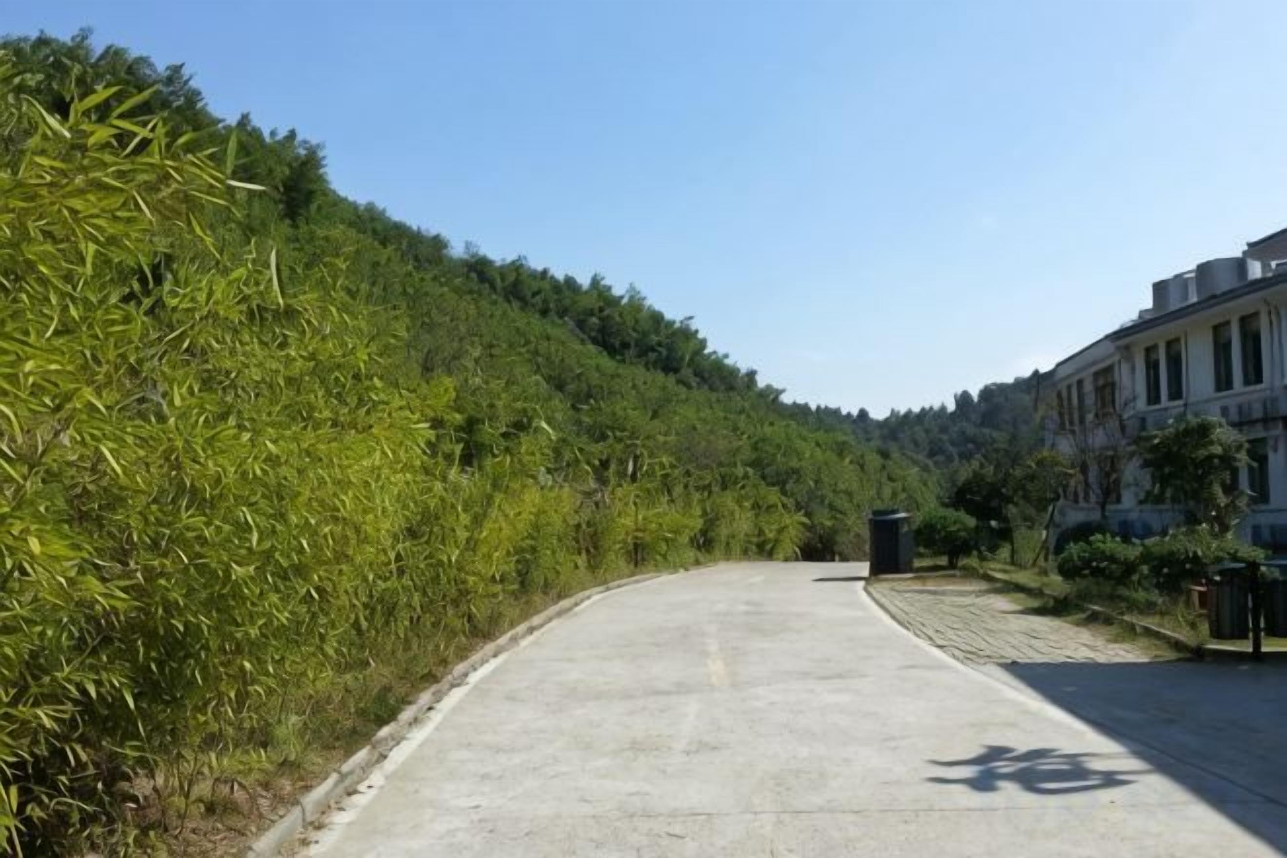 A paved road with a shadow of a person, surrounded by dense green vegetation and a building on the right.