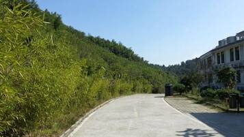 A paved road with a shadow of a person, surrounded by dense green vegetation and a building on the right.
