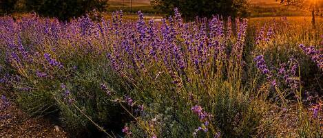 Un jardín con plantas de lavanda y árboles al atardecer.
