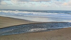 Una playa con olas, arena y gaviotas.